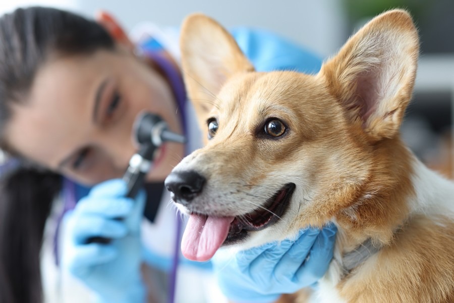 Veterinaria examinando a un Corgi