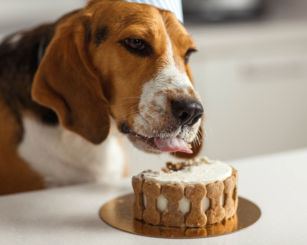 Perro disfrutando de una comida saludable gracias a Nutra Pro K9 Canine suplemento integral