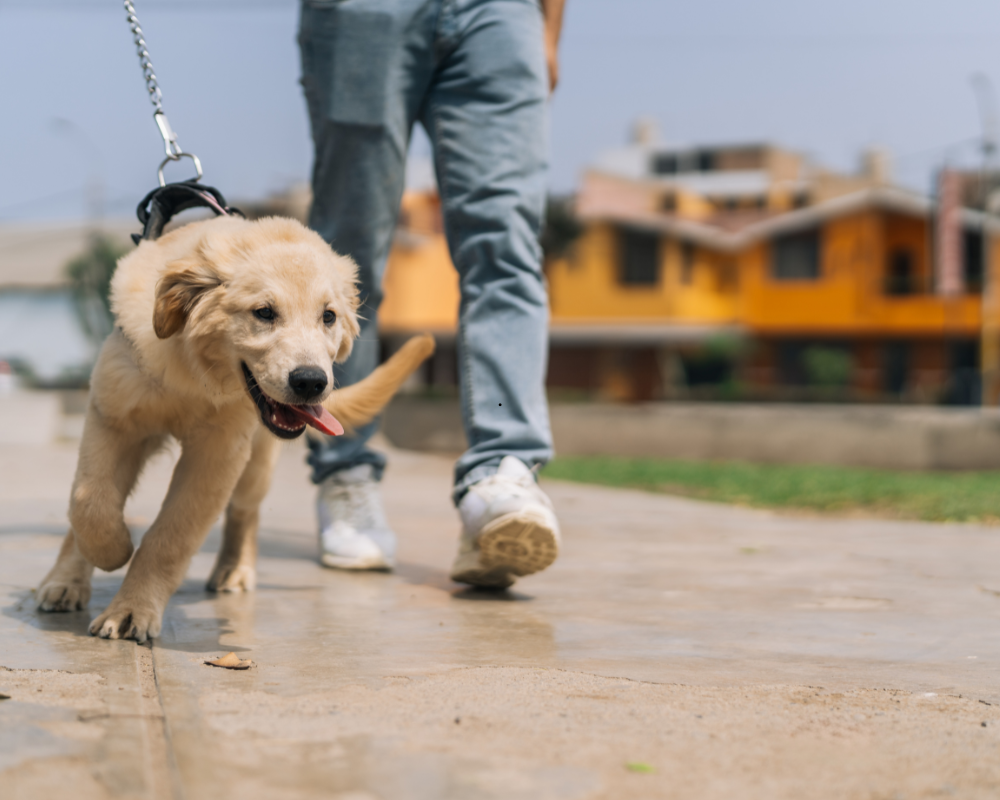 Perro caminando con vitalidad después de consumir Nutra Pro K9 Canine suplemento para la salud