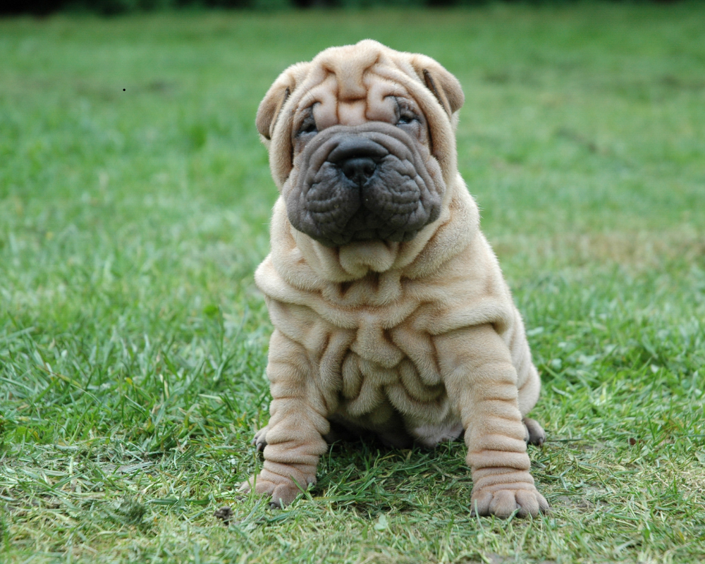 Shar Pei, una raza de perro propensa a problemas renales