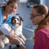 Perro siendo examinado por un veterinario para problemas renales