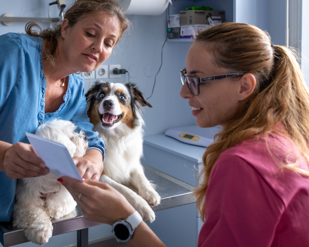 Perro siendo examinado por un veterinario para problemas renales
