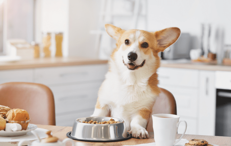 Perro esperando comida en la cocina, relacionado con problemas digestivos en perros
