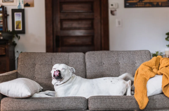 Perro feliz sin destrozar tu mueble